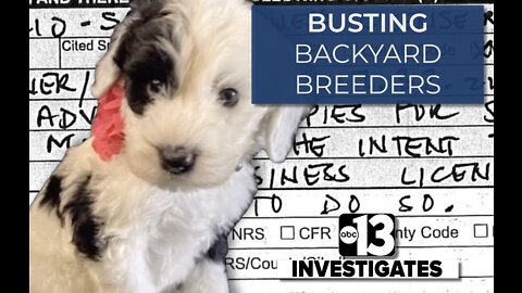 13 Investigates: Busting backyard breeders
