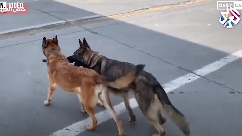 Abandoned Military Service Dogs Seen Wandering Around The Kabul Airport😥😥