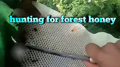 hunting for forest honey