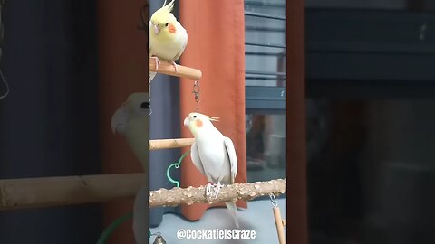 Cockatiel singing cookie song 🎵
