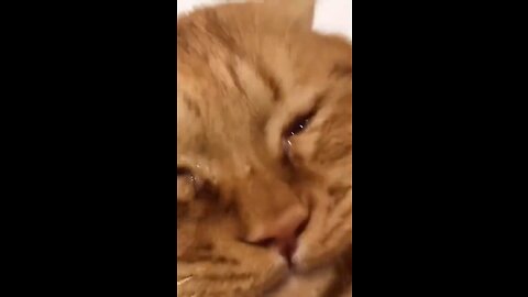 Cat crying