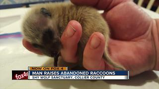 Man raises abandoned raccoons