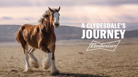 A Clydesdale's Journey | Budweiser Super Bowl 2022