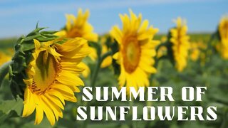 Summer of Sunflowers | Burnside Farm