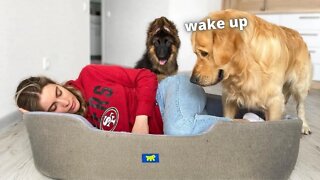 Sleeping in My Dogs' Bed | Funny Dog Reaction