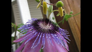 Stretching For The Sky Passion Flower Sept 2022