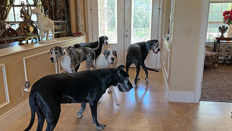Five Impatient Funny Great Danes Want To Go Outside To Play