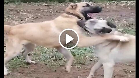 Kangal and Shepherd Dog Cute Vs