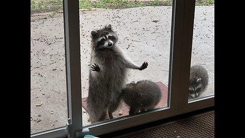 Baby Raccoons Gone Wild!