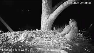 Mom Returns, Owlet Goes On Defense-Cam Two 🦉 3/20/22 21:55