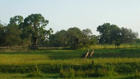 Mom Dad and Baby Sandhill Cranes