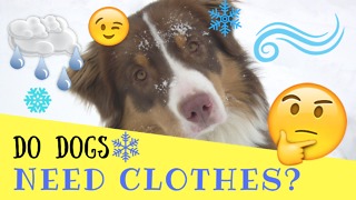 Do Dogs Need Clothes?