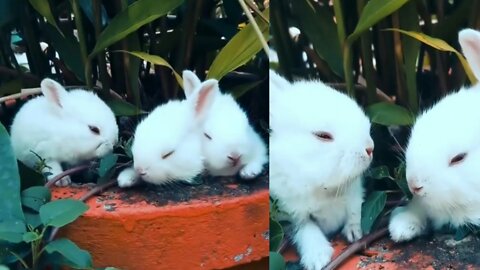 Rabbits are seen feeding their babies 😍 fanny video