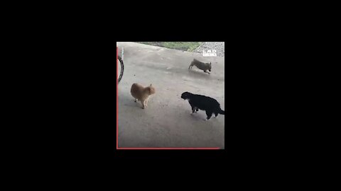 cats fighting So funny cats