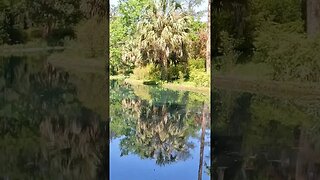 The Black Pond at Alfred B. Maclay Gardens State Park 09 #shorts