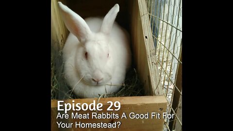 S1E29 Are Meat Rabbits A Good Fit For Your Homestead?
