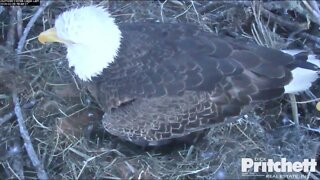 Congratulations Harriet and M on egg #4! 6:45 pm 2-25-20