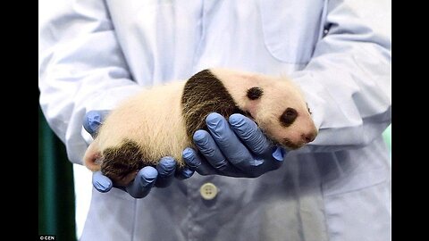 Panda baby development from birth to 3 months