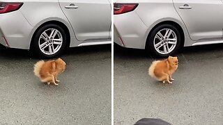 Tiny dog's comical attempt to answer nature's call on a windy day