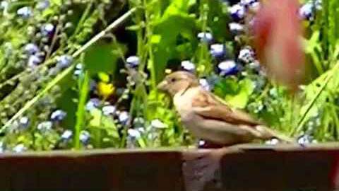 IECV NV #367 - 👀 House Sparrows 🐤🐤 At The Orange Glass Feeder 5-29-2017