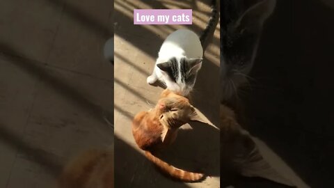 Chilling in the Sun,spreading some love #shorts #cats please subscribe for more 🥺🙏👇