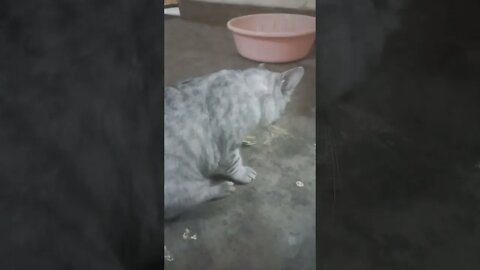 Plastic twist is lying in cat, it is running fast