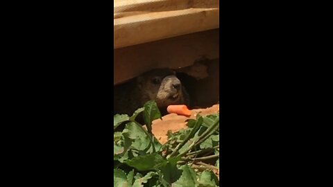 Groundhog Sees Carrot’s Shadow