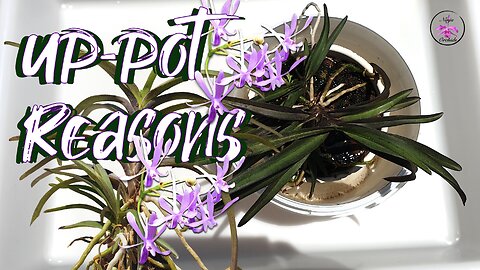 Top 5 Reasons WHEN & WHY to Up Pot an Orchid | How often is UP POTTING Justified #ninjaorchids