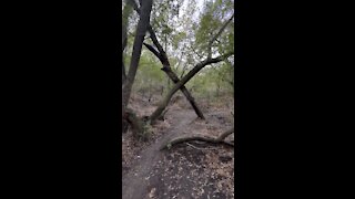 Tree X on Trail