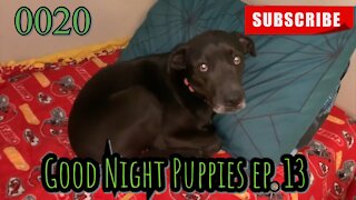 the[DOG]diaries [0020] Good Night Puppies - Episode 13 [#dogs #doggies #theDOGdiaries]