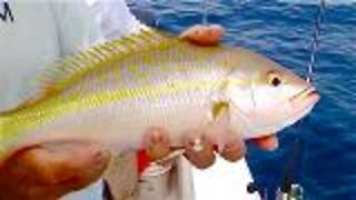 Catching the Yellowtail Snapper Frenzy