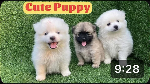 Cute Puppy - Funny and Cute Dog Videos Compilation 2023