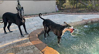 Funny Dogs Have Fun Playing In The Pool