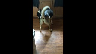 Husky lab cleaning my cats ears