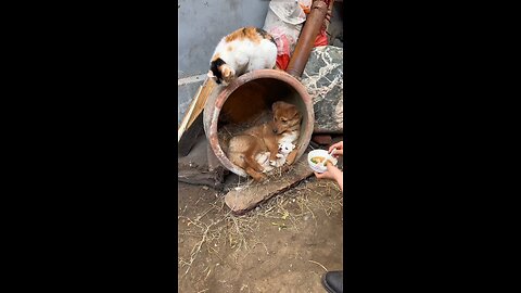 cute dog amazing video