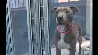 Animal Foundation hosts adoption event