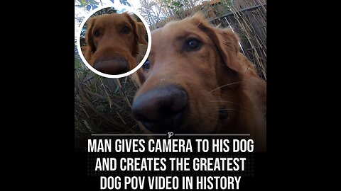 Greatest dog POV video