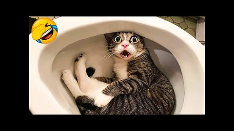 Best Funniest Animal Videos 2024😂