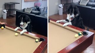 Dog pulls off very impressive billiard rail shot