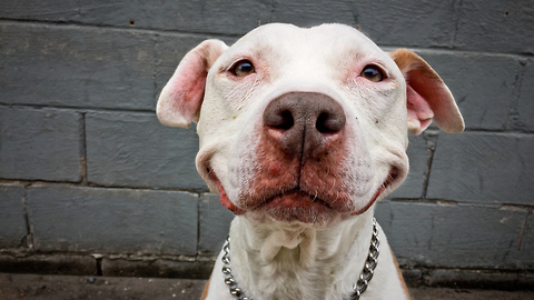 Smiling Dog Is New York’s Happiest Hound