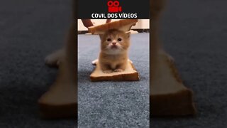 sanduiche de gatinho
