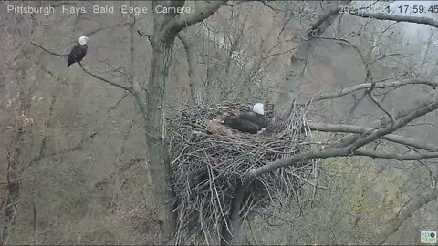 Hays Eagles Dad flys by and perches for a short time 2021 03 31 17:58