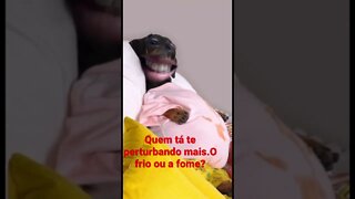 #shorts #família #pets #videosengraçados #snapchat Quem tá te perturbando mais? O frio ou a fome?