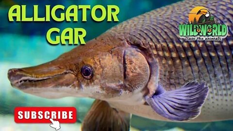 Amazing Alligator Gar Information