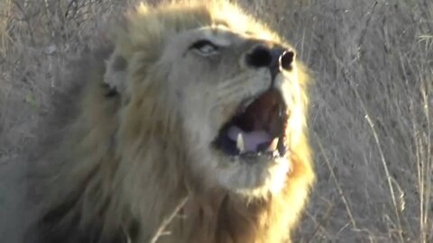 Mapogo Lion Roar