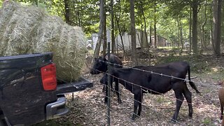 Goat Gets Squashed By Round Bale