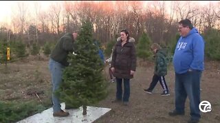 Christmas tree farms try to keep up with demand as prices rise