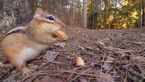 Hidden GoPro captures chipmunk feasting on peanuts
