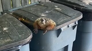 Groundhog Gets Stuck In Trash can