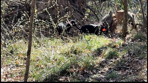 Hog Dog Hunting in South Alabama